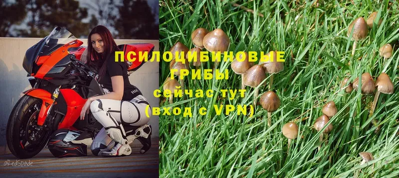 Псилоцибиновые грибы Psilocybine cubensis  Каменногорск 